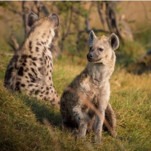 À la découverte d’une belle destination safari : le Botswana