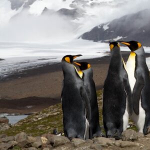 îles de l'Antarctique