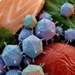 virus alimentaires
