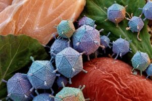 virus alimentaires
