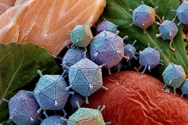 virus alimentaires