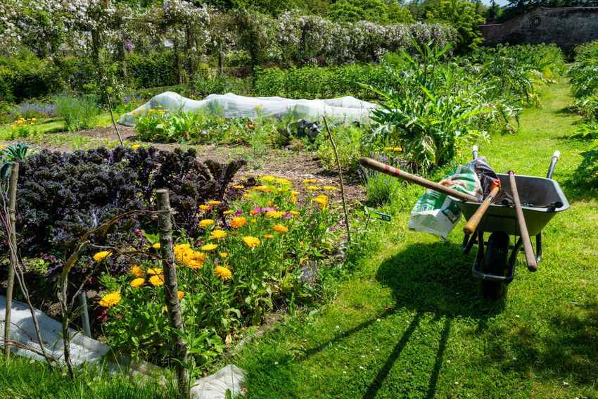Jardin potager avec voile blanc de protection couvrant les plants, brouette à proximité