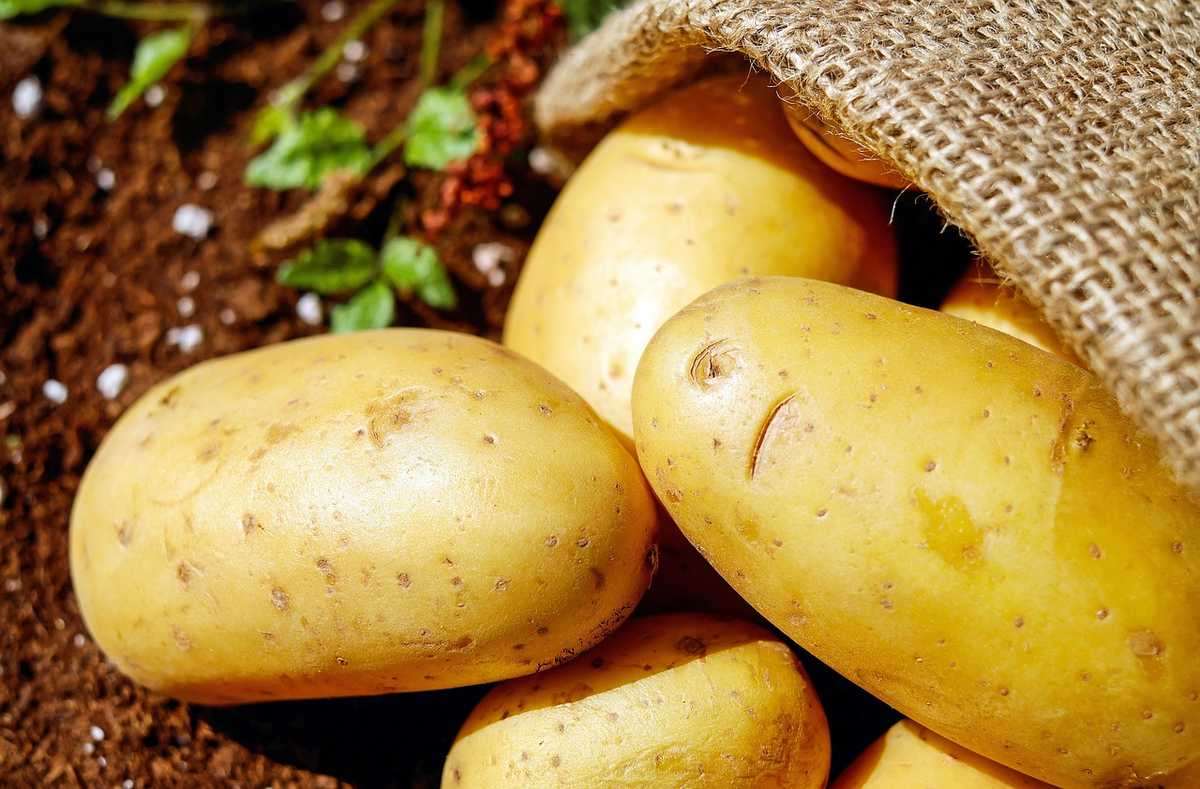 Pommes de terre sortant d'un sac en jute sur sol fertile