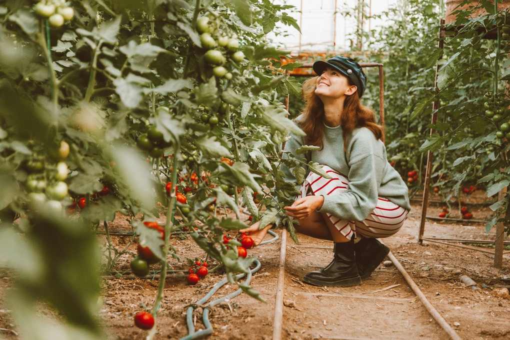 Femme en croupade récoltant des tomates dans un jardin verdoyant